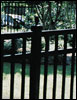 Ornamental Fences